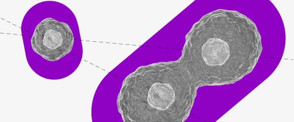 Juros da poupança: ilustração de uma célula em preto e branco se transformando em duas. Ambas estão com um retângulo roxo com as bordas arredondadas embaixo.