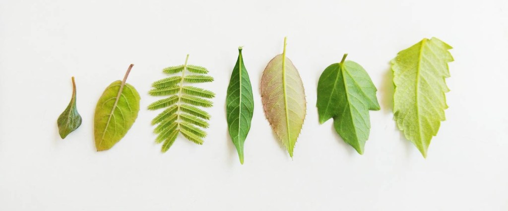 Imagem mostra folhas verdes de vários formatos lado a lado sobre um fundo branco.